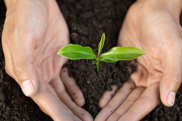 посадка деревьев для уменьшения глобального потепления, День Земли, Концепция сохранения лесов.