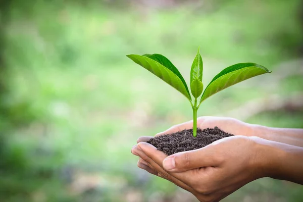 나무는 사람의 손에서 자란다 Natural Green Bokeh Background Ecological Conception — 스톡 사진