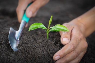 Erkeklerin elleri verimli topraklara fidanlar ekiyor, doğal bakım kavramları ve dünyayı koruma, küresel ısınma azaltımı. Dünya Çevre Günü.