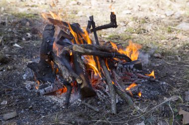 Şenlik ateşi yakın. Doğada ateş. Ahşap şöminede yanan huş ağacı. Yan görünüm.