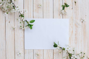 Kiraz çiçekleri ve beyaz kağıdın.