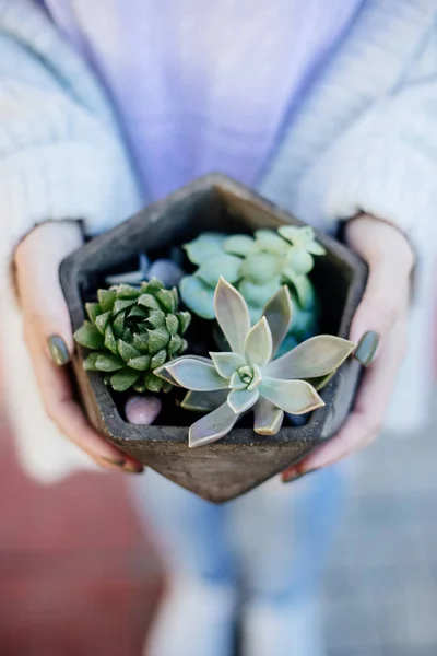 Tiny succulents in concrete pot. — Stock Photo, Image