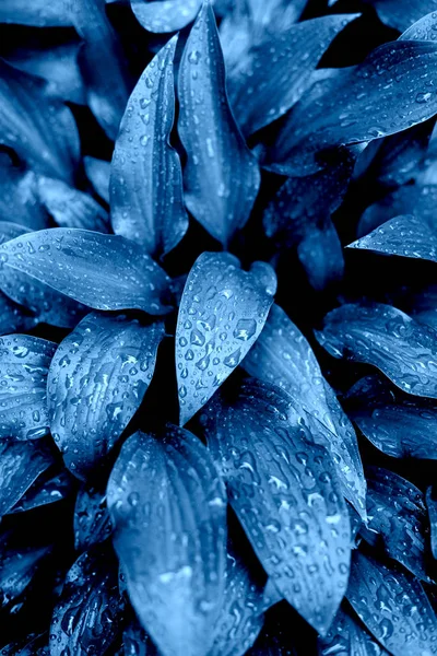 Hojas frescas en verano después de la lluvia. Color azul . — Foto de Stock