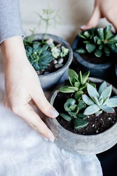 Tiny succulents in concrete pot. — Stock Photo, Image