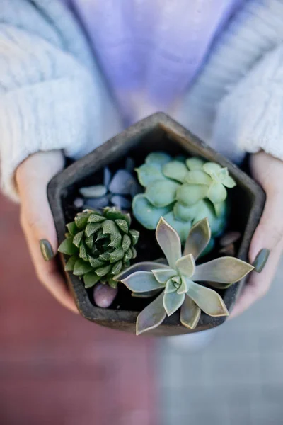 Tiny succulents in concrete pot. — Stock Photo, Image