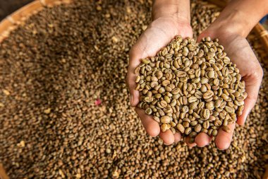 Robusta, Arabica, kahve dutları, kahve çekirdekleri. Metnin için kopyalama alanı olan üst görünüm