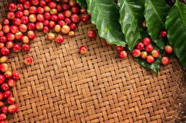 Robusta, Arabica, kahve dutları, kahve çekirdekleri. Metnin için kopyalama alanı olan üst görünüm