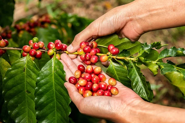 Robusta, Arabica, coffee berries, coffee beans