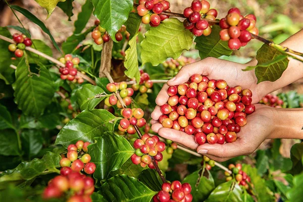 ロブスタ アラビカ コーヒーベリー コーヒー豆 — ストック写真