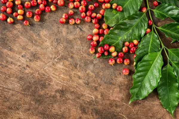 Robusta, Arabica, coffee berries, coffee beans. Top view with copy space for your text