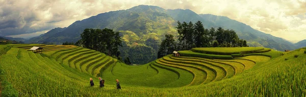 Green Rice Πεδία Για Terraced Muchangchai Βιετνάμ Ορυζώνες Προετοιμάσει Συγκομιδή — Φωτογραφία Αρχείου