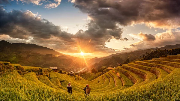 Ladang Padi Hijau Teras Muchangchai Ladang Padi Vietnam Mempersiapkan Panen — Stok Foto