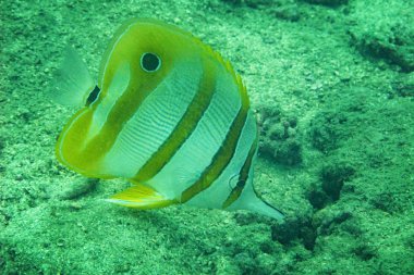 Scuba diver diving on tropical reef with blue background and reef fish at Gulf of Thailand