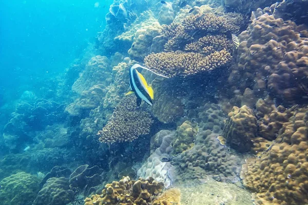 Scuba Diver Diving Tropical Reef Blue Background Reef Fish Gulf — Stockfoto