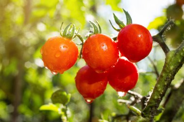 Olgun doğal kiraz kırmızı domates suyu demet büyüyen damla