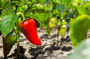 Sebze bahçesinde kırmızı biber büyüyen