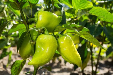 Sebze Bahçesi yeşil biber büyüyen