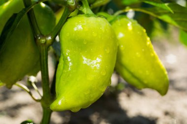 Sebze Bahçesi yeşil biber büyüyen