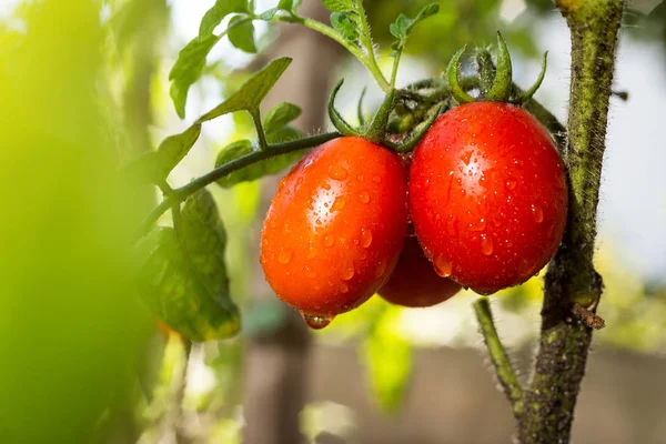 Δέσμη των φυσικών κεράσι κόκκινο ντομάτες σε νερό μειώνεται αυξάνεται — Φωτογραφία Αρχείου