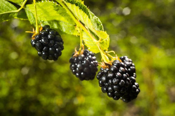 Amoras-pretas orgânicas frescas crescendo em um jardim. Conceito de fruta — Fotografia de Stock