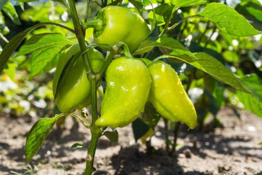 Sebze Bahçesi yeşil biber büyüyen