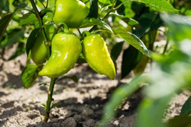 Sebze Bahçesi yeşil biber büyüyen