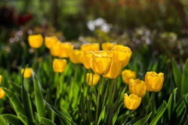 Grup güneş ışığı tarafından bahar üzerinde kavramı çiçekler gibi yaktı bahçede büyüyen güzel Sarı laleler