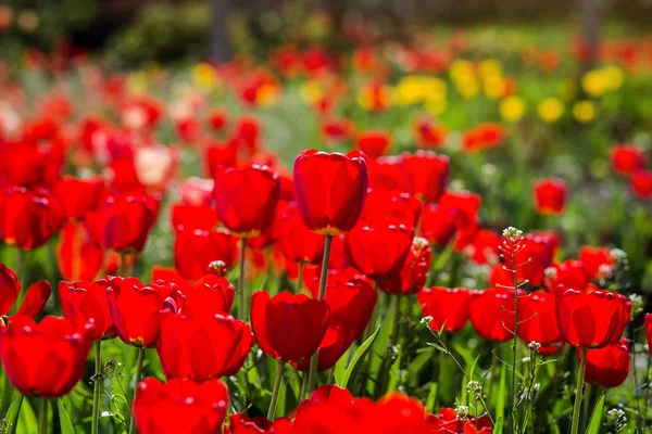 Group of  beautiful red tulips growing in the garden lit by sunlight on springtime as flowers concept — Stock Photo, Image