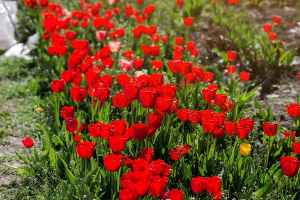 Group of  beautiful red tulips growing in the garden lit by sunlight on springtime as flowers concept — Stock Photo, Image