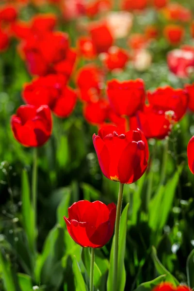 Group of  beautiful red tulips growing in the garden lit by sunlight on springtime as flowers concept — Stock Photo, Image