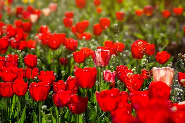 Group of  beautiful red tulips growing in the garden lit by sunlight on springtime as flowers concept — Stock Photo, Image