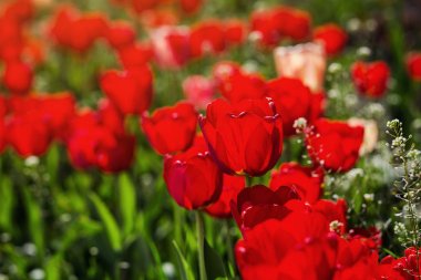 Güzel kırmızı lale sunl tarafından yaktı bahçe büyüyen grubu