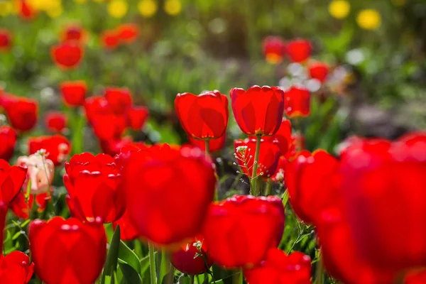 Group of  beautiful red tulips growing in the garden lit by sunl — Stock Photo, Image