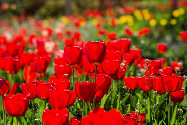 Group of  beautiful red tulips growing in the garden lit by sunl — Stock Photo, Image
