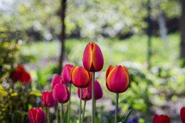 Güzel kırmızı lale sunl tarafından yaktı bahçe büyüyen grubu