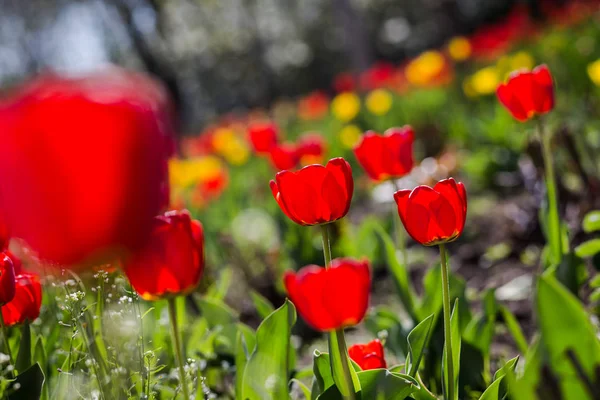 Group of  beautiful red tulips growing in the garden lit by sunl — Stock Photo, Image