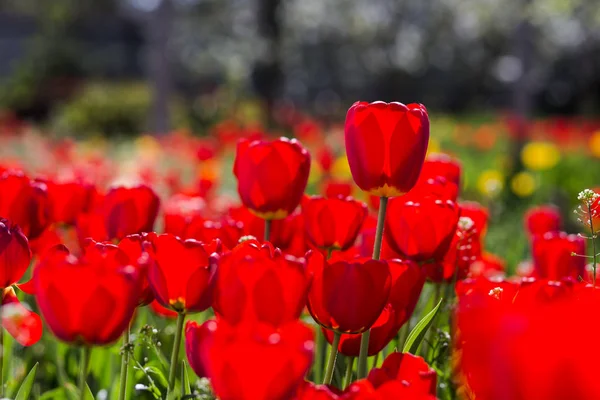 Group of  beautiful red tulips growing in the garden lit by sunlight on springtime as flowers concept — Stock Photo, Image