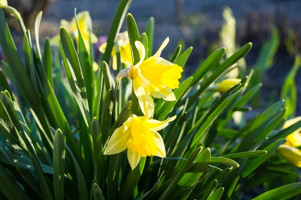 이른 봄 노란 수 선화 피는 정원에서 — 스톡 사진