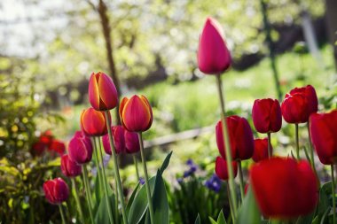 Güzel kırmızı lale güneş ışığı tarafından bahar üzerinde kavramı çiçekler gibi yaktı bahçede büyüyen grubu