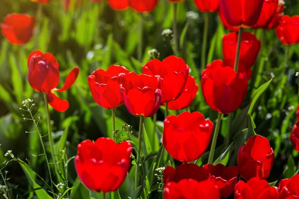 Group of  beautiful red tulips growing in the garden lit by sunlight on springtime as flowers concept — Stock Photo, Image