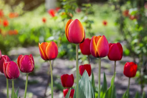 Group of  beautiful red tulips growing in the garden lit by sunlight on springtime as flowers concept — Stock Photo, Image