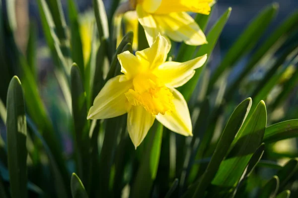 이른 봄 노란 수 선화 피는 정원에서 — 스톡 사진