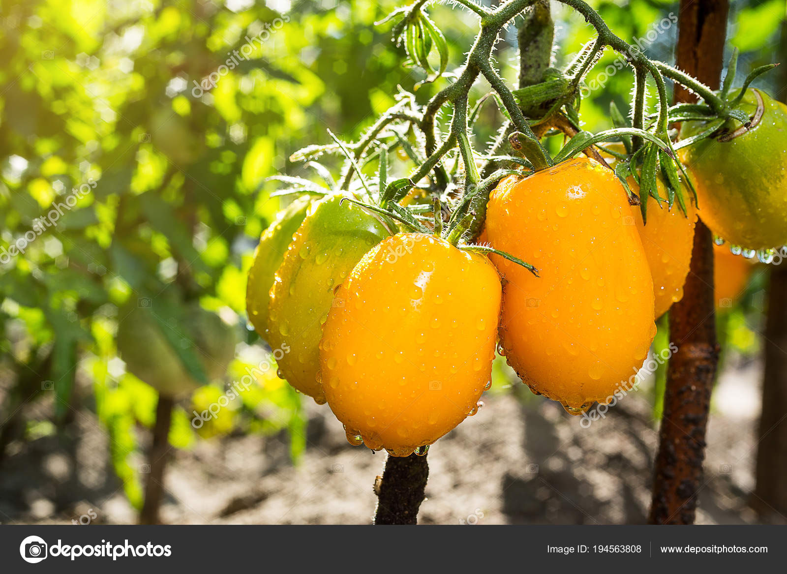 Почему помидоры желтые. Томат Стаффер желтый. Томат Амишей желтый гигант. Желтый из Боснии томат. Желтые низкорослые томаты сорта.