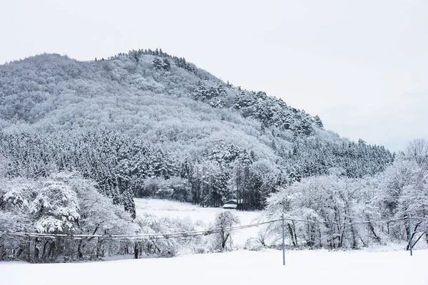 覆盖在雪里，日本的树 图库图片