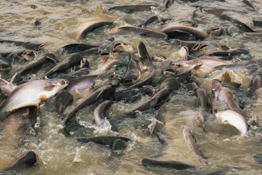 yemek yeme gölde balık