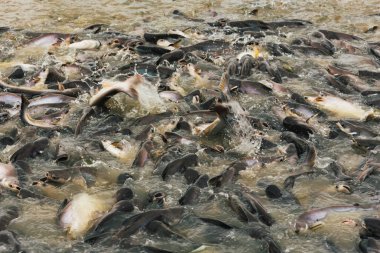 yemek yeme gölde balık