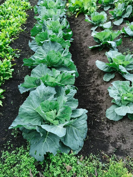 农场绿色沙拉蔬菜 — 图库照片