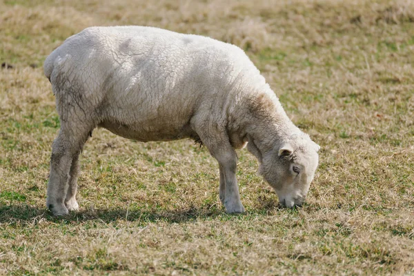 What Small Animals Eat Grass In The Grasslands - Junior Paiva