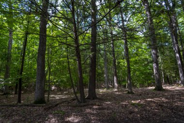 Letchworth Eyalet Parkı: Lower Falls