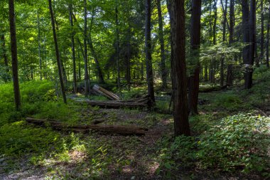Letchworth Eyalet Parkı: Lower Falls